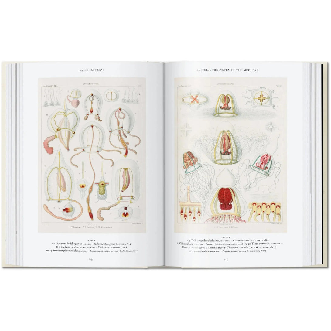 Art and Science of Ernst Haeckel. 40th Ed. - The Missing Piece Company