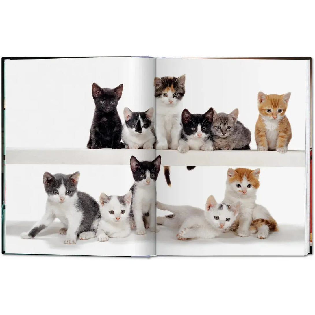 Walter Chandoha. Cats. Photographs 1942-2018 - The Missing Piece Company