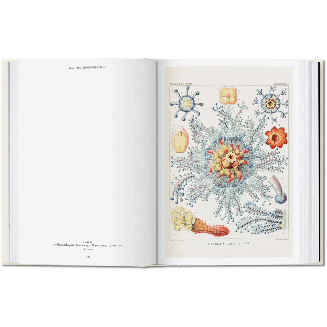 Art and Science of Ernst Haeckel. 40th Ed. - The Missing Piece Company