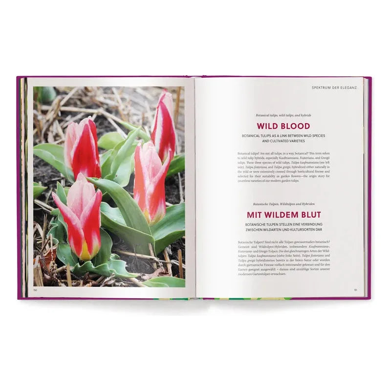 Tulips (English and German) - The Missing Piece Company