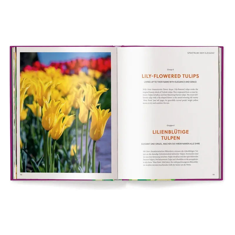 Tulips (English and German) - The Missing Piece Company