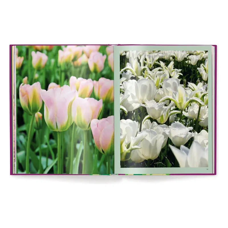 Tulips (English and German) - The Missing Piece Company