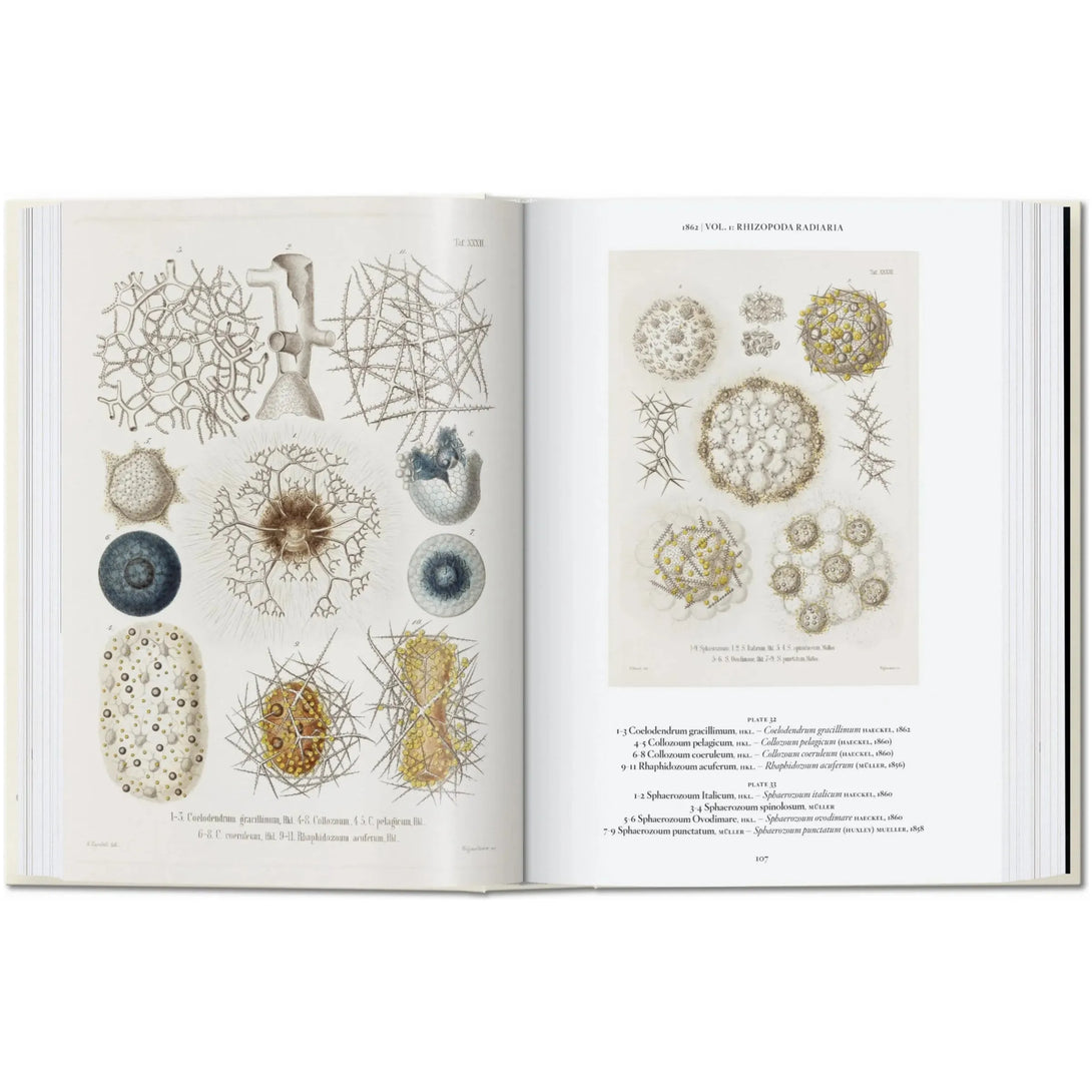 Art and Science of Ernst Haeckel. 40th Ed. - The Missing Piece Company