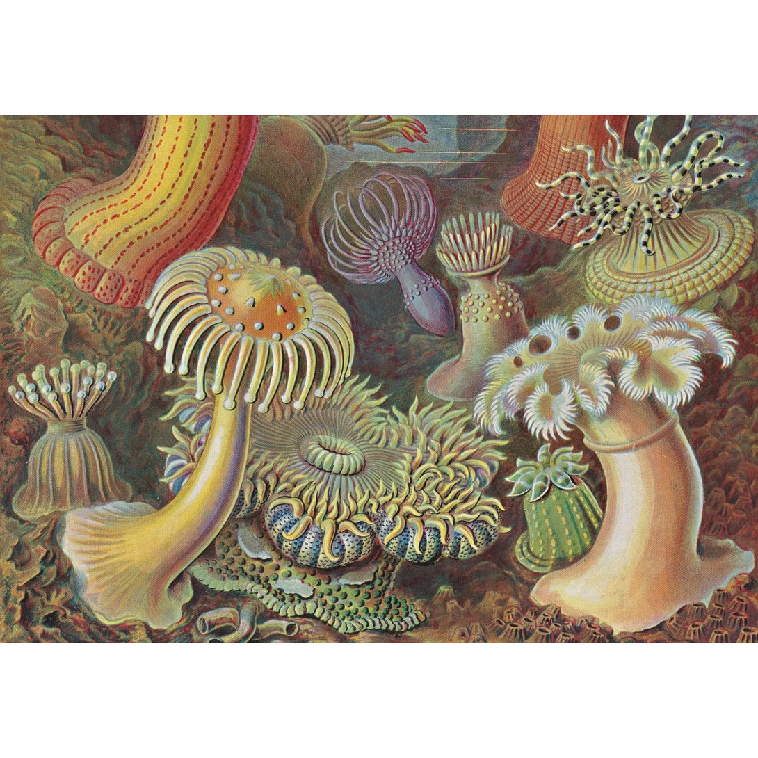 Art and Science of Ernst Haeckel. 40th Ed. - The Missing Piece Company