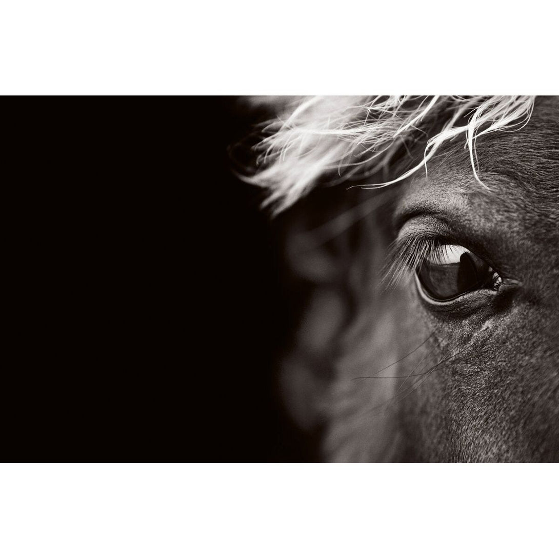 Untamed Spirits: Horses from Around the World - The Missing Piece Company