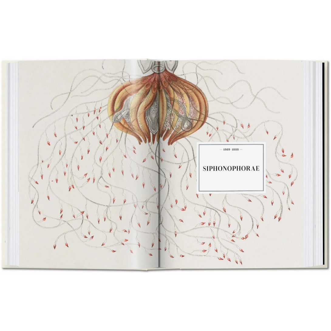 Art and Science of Ernst Haeckel. 40th Ed. - The Missing Piece Company