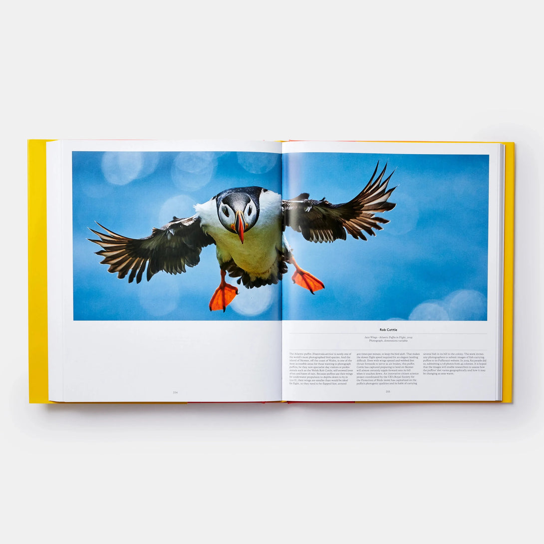 Bird: Exploring the Winged World - The Missing Piece Company