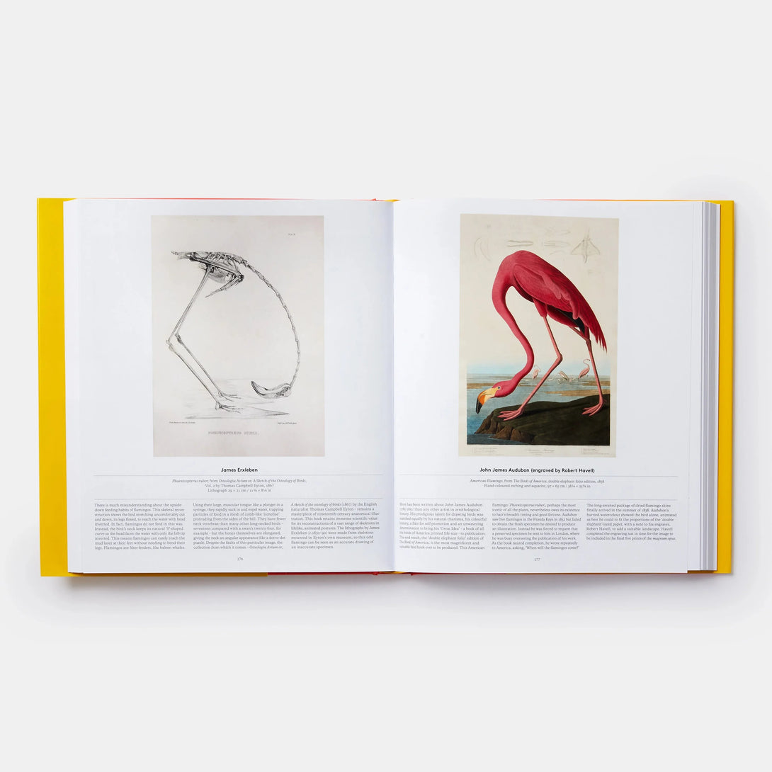 Bird: Exploring the Winged World - The Missing Piece Company