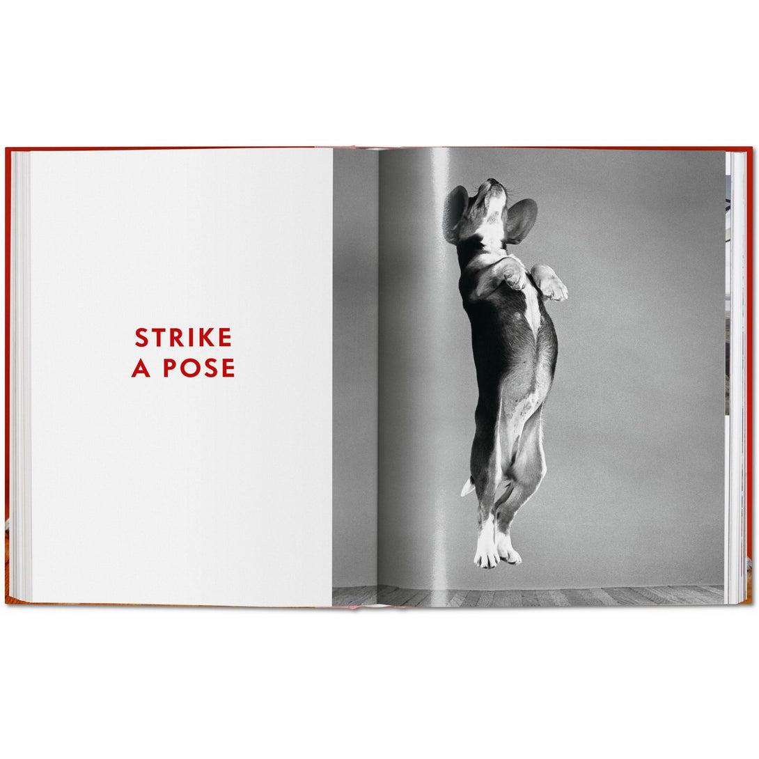 Walter Chandoha. Dogs. Photographs 1941-1991 - The Missing Piece Company