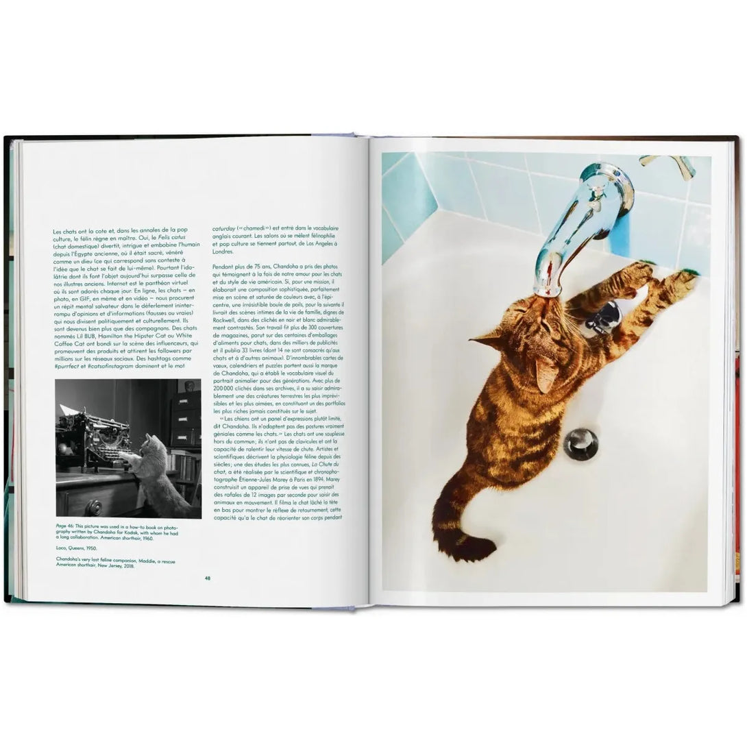 Walter Chandoha. Cats. Photographs 1942-2018 - The Missing Piece Company