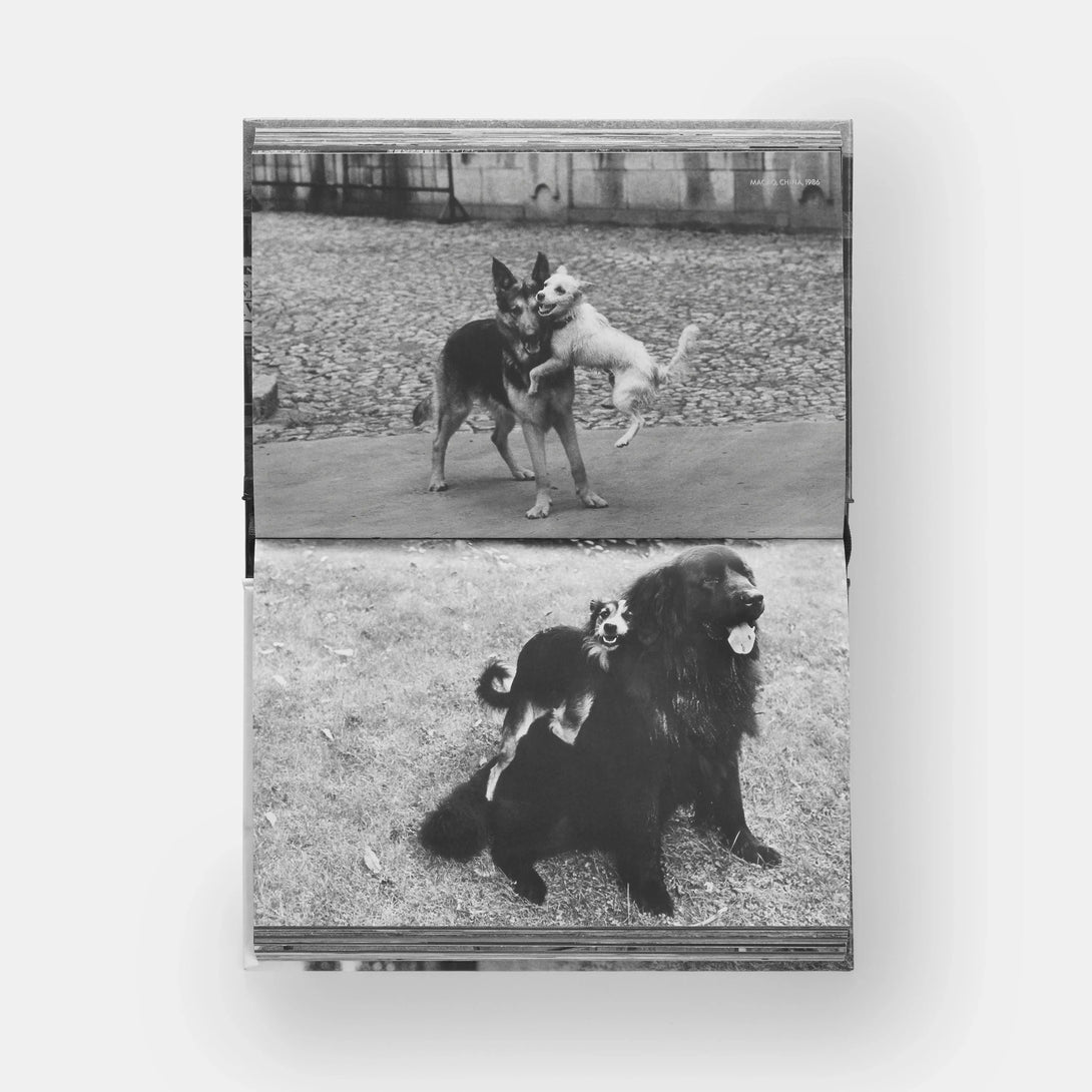 Dogdogs - The Missing Piece Company