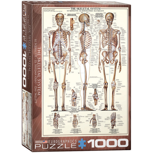 Skeletal System